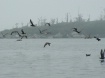 Gull Island Flyby