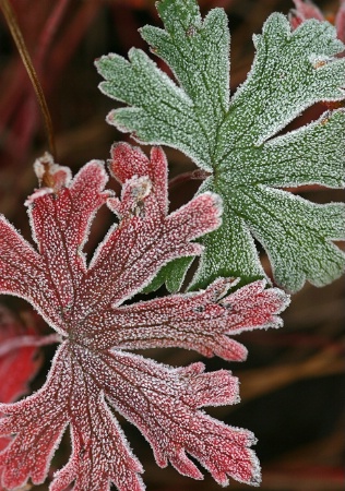 Red & Green