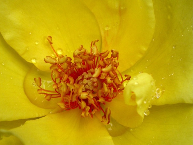 Yellow Rose Closeup