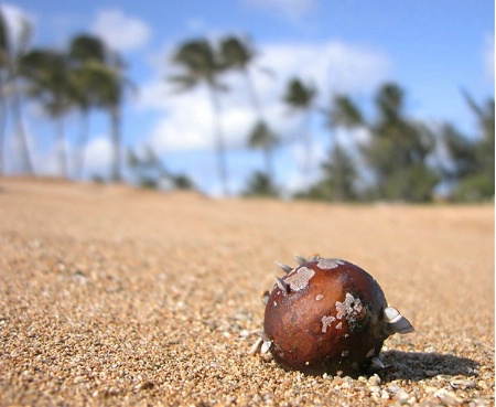 Seed on the Beach, Kauai 