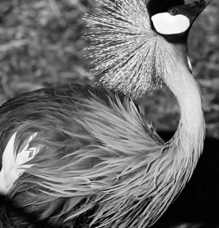 African Crowned Crane After
