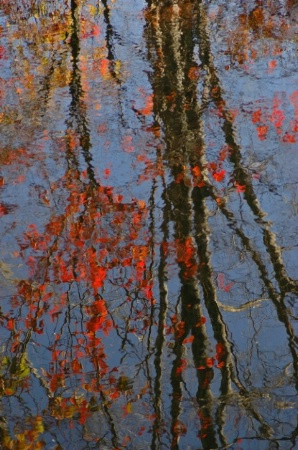The Essence of Trees #4 Autumn Reflection