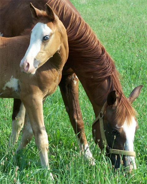 The Weanling