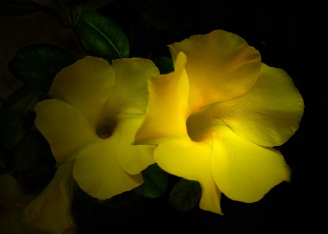 Yellow beauties