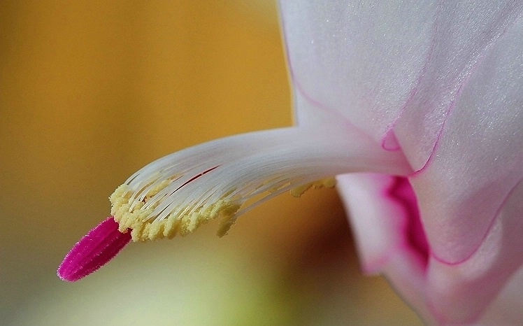 Thanksgiving Cactus - ID: 1409927 © Janine Russell