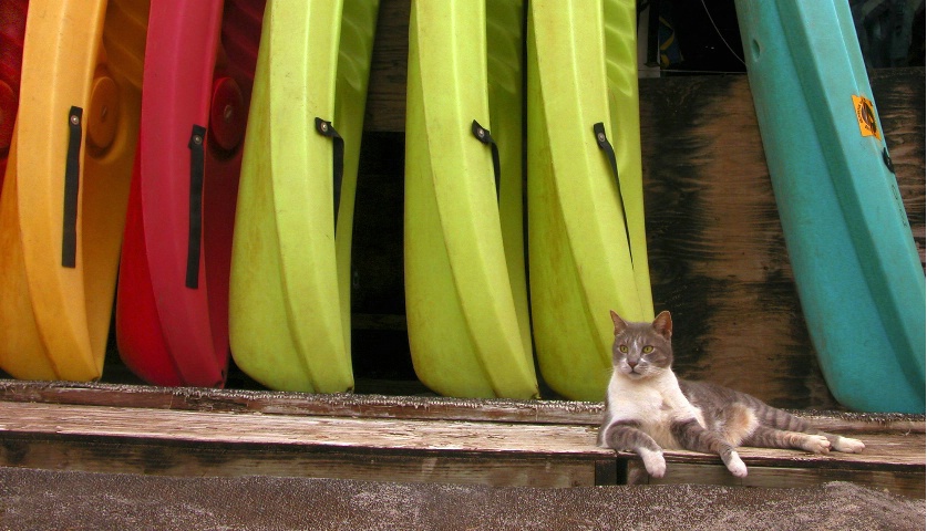 Kauai Kayak Kat