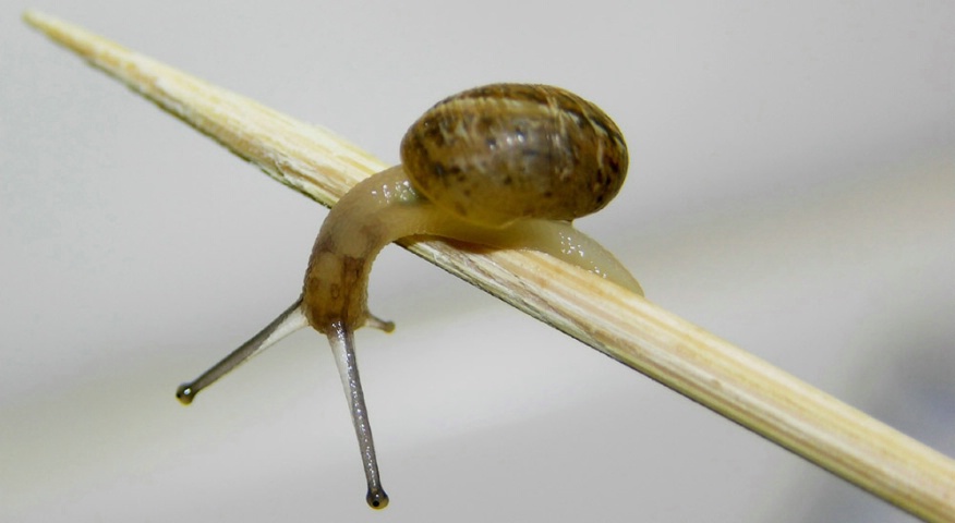 Tiny Snail on a tooth pick