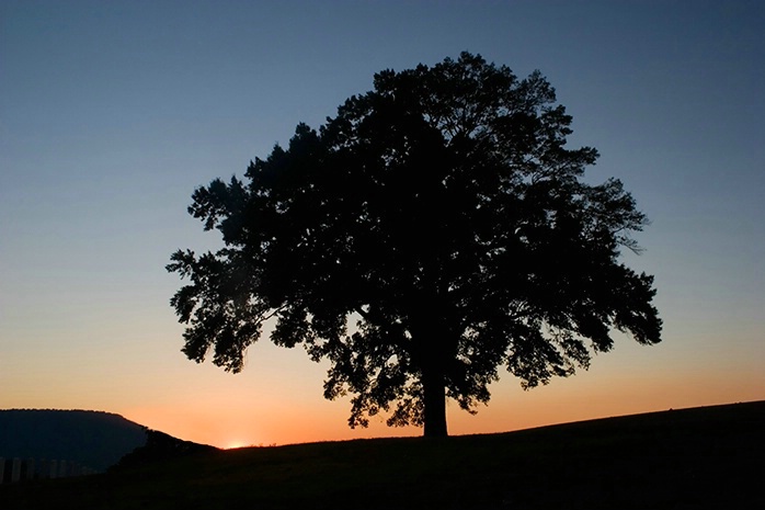 Tree at Sunset 10-31-05 - ID: 1412067 © Robert A. Burns