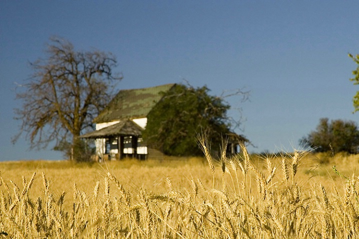 Wheat Harvest Time by the Abandoned House - ID: 1413225 © John Tubbs
