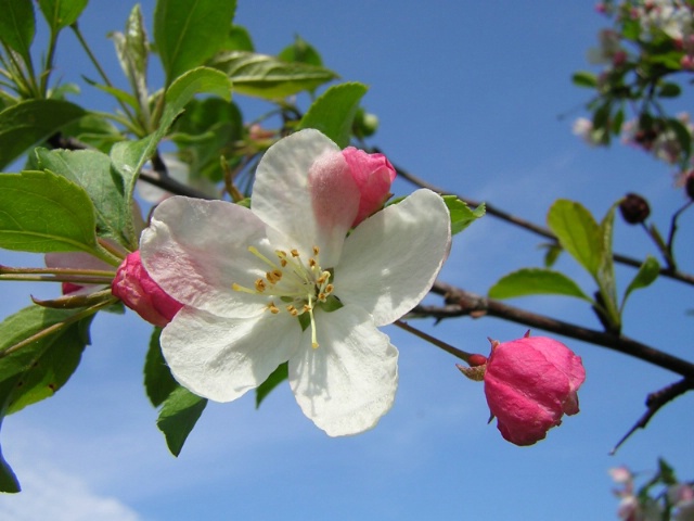 Fragrant Blossom