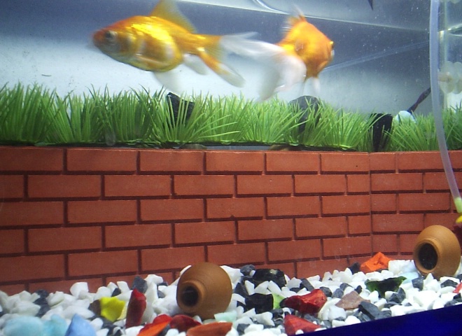 Glod Fishes