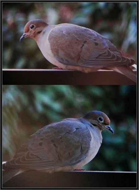 Doves on My Patio