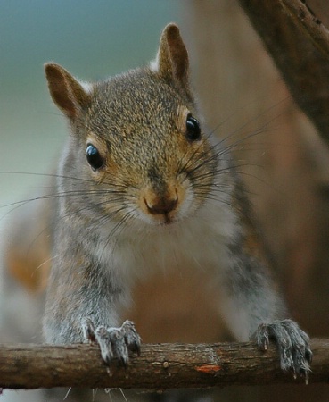 Curious Squirrel