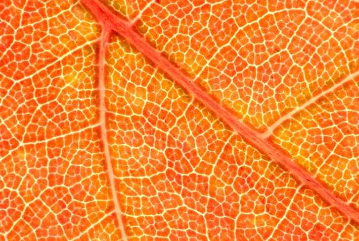 Maple Leaf Macro - ID: 1417552 © Carolina K. Smith