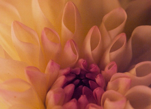 Dahlia closeup