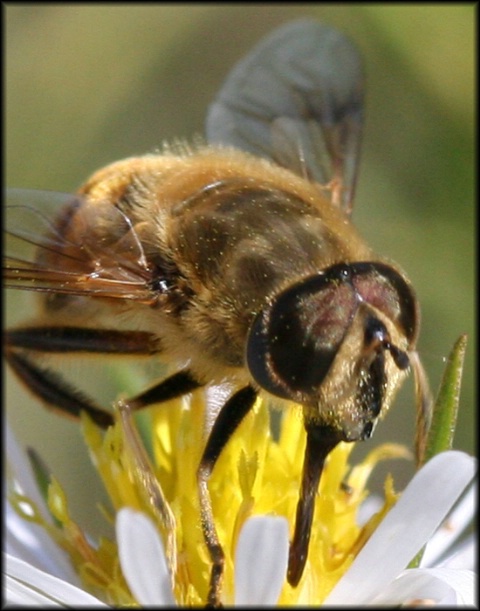 Bee Fly???