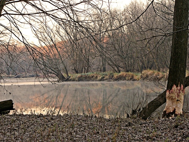 The Beaver Tree