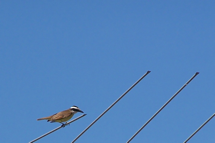 Bird & Sky Things