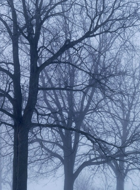 The Fog Trees