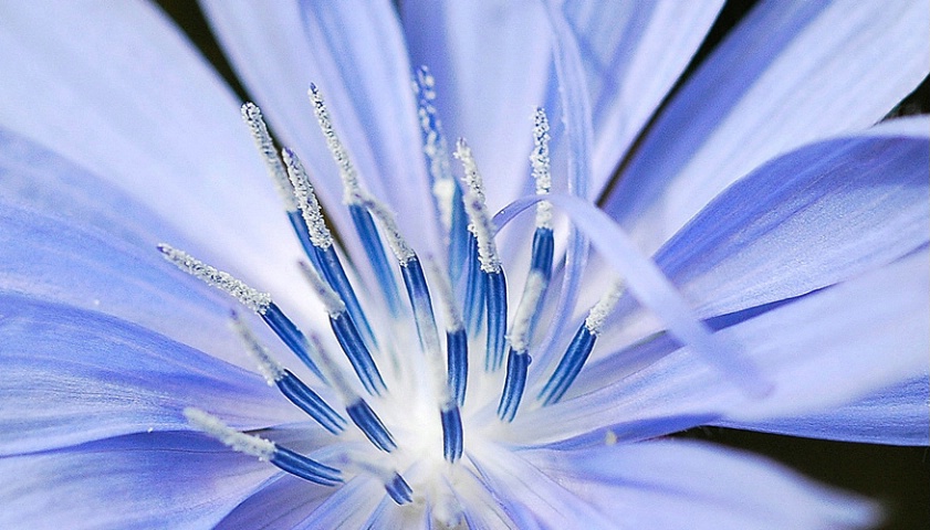 Blue Chicory