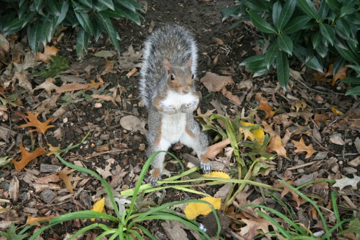 Boxing Squirrel 