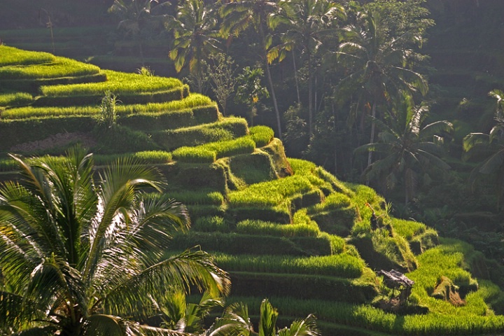 Balinese Rice Paddy
