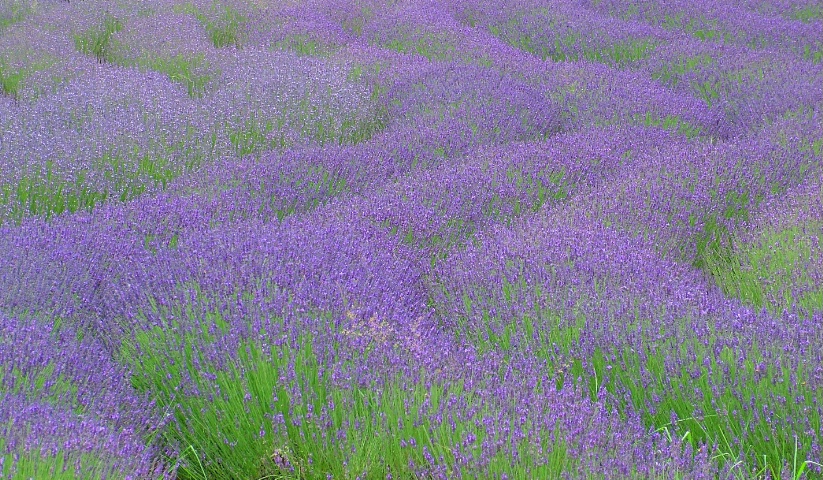 Lavender Field