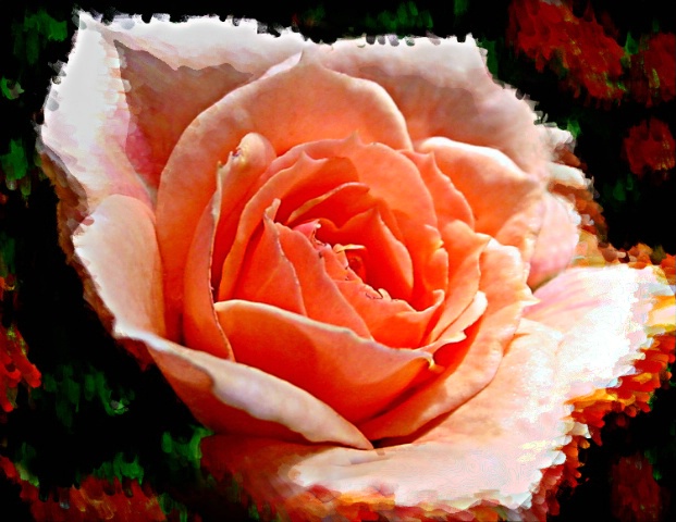 Rose Merlot