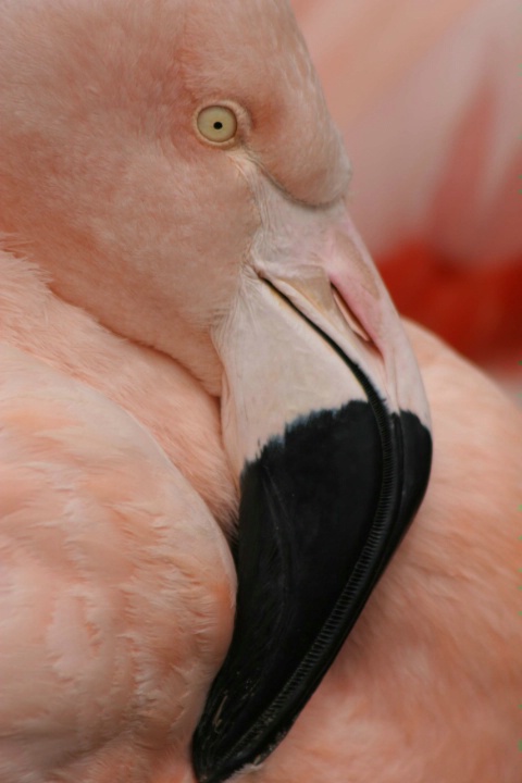 Flamingo - adjusted