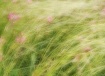 Wild grasses and ...