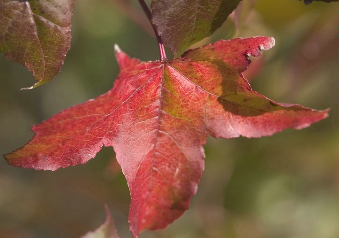 shiny leaf