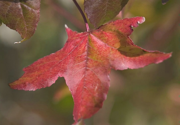 leaf with filter