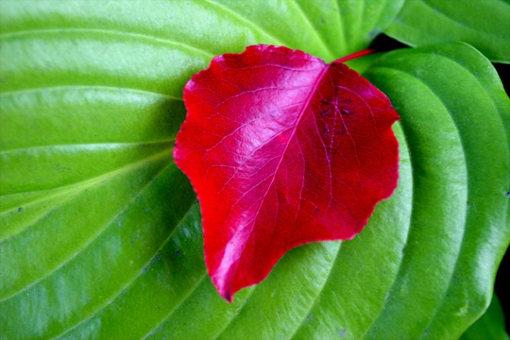 Red Leaf on Green Leaf