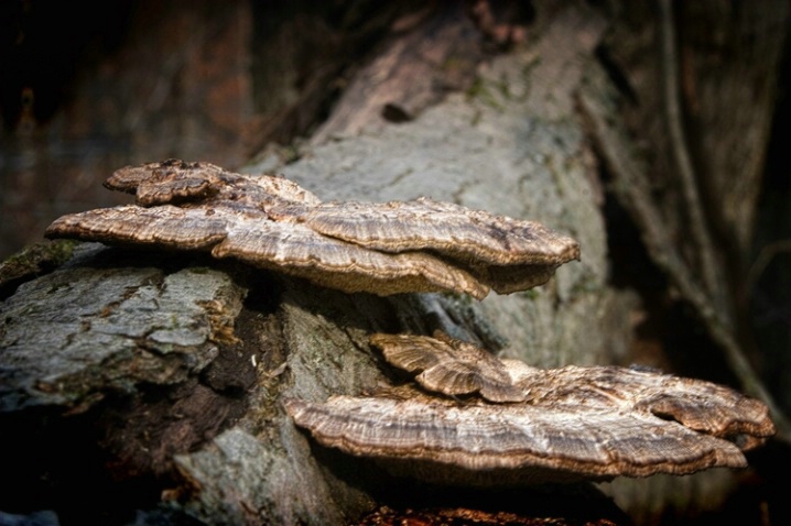 Forest Fungi - ID: 1428681 © Sandra Hardt