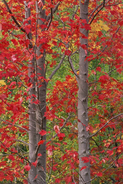Red and Green Leaves - ID: 1429724 © Nora Odendahl