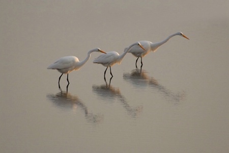 Great Egrets at Sunrise