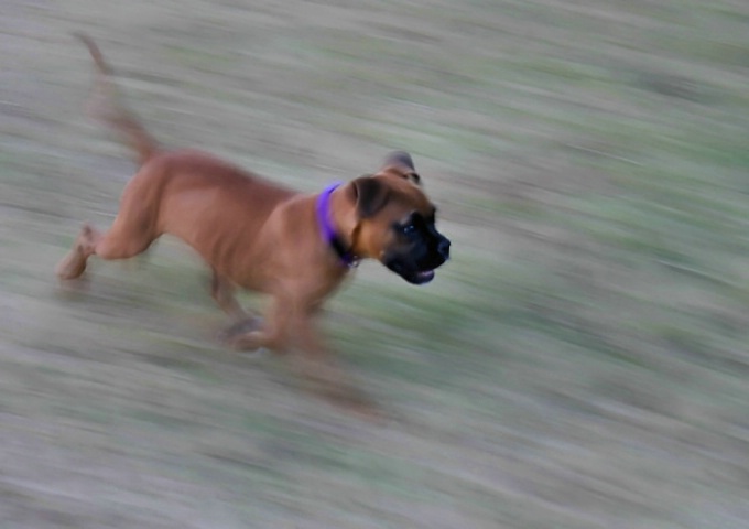Maggie Running - panning from overhead