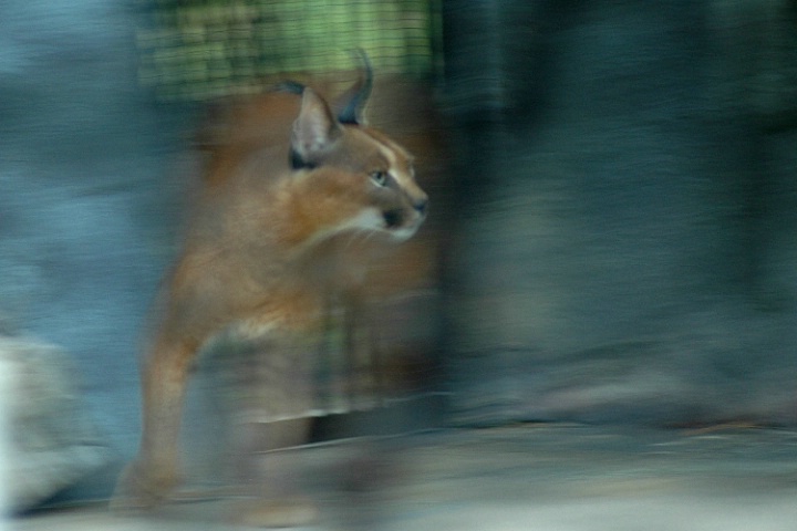Cat on the Move