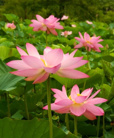 Pink Painted Quartet - Kenilworth Gardens