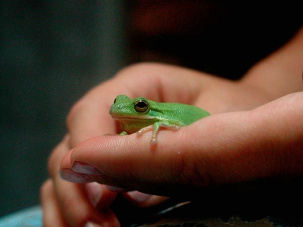 frog in hand - ID: 1439194 © BARBARA TURNER