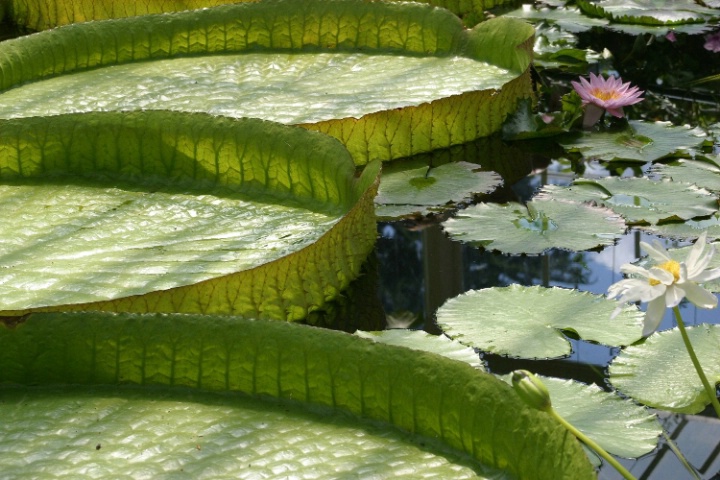 Kew Lily Pads
