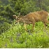 2Blacktail Buck in Lupine - ID: 1440343 © John Tubbs