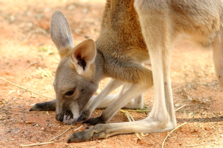 Baby Roo