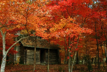 ~Cabin in Autumn.~