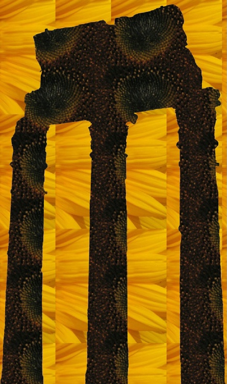 sunflower forum