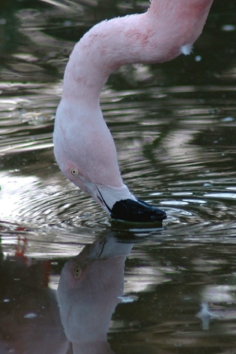 Familiar Flamingo Face