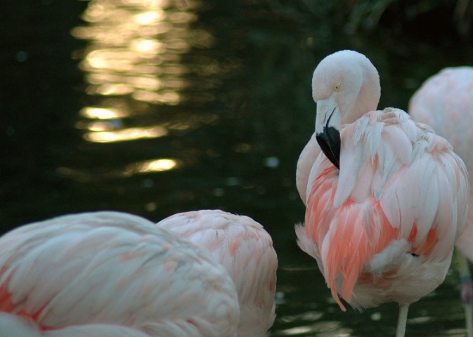 Birds of a Pink Feather