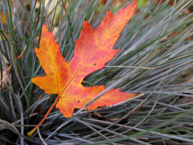 Leaf in the Grass