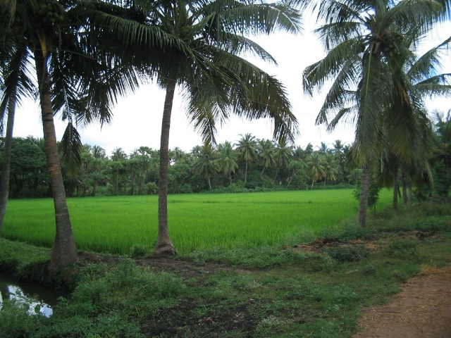 Coconut Trees