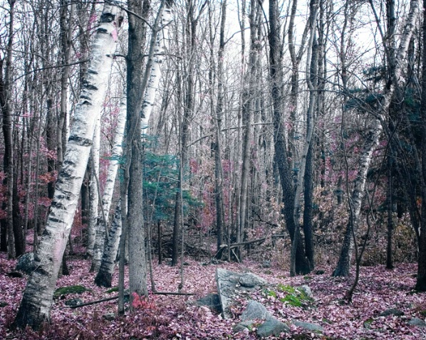 November Woods - ID: 1446085 © Sandra Hardt